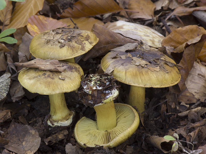 Cortinarius splendens var. splendens